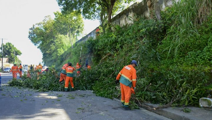 Prefeitura retira árvores risco de queda na zona Centro Sul de