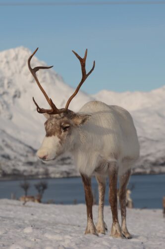Free stock photo of 2025, arctic, arctic animal