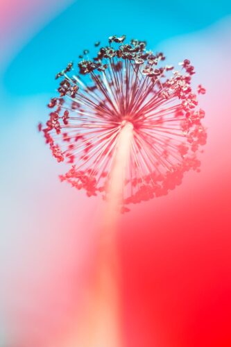 Vibrant abstract image of a dried allium flower with a colorful background.
