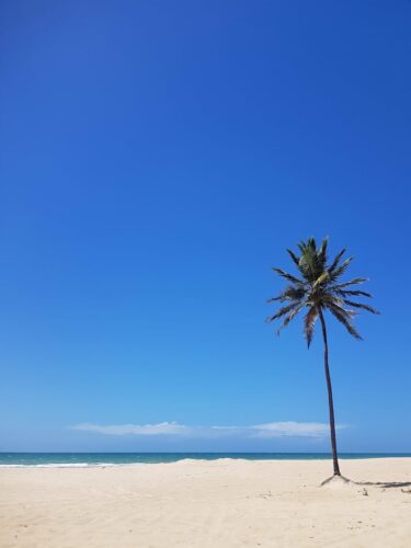 Relaxing beach scene featuring a solitary palm tree under a vast blue sky ideal for a tropical summer getaway.