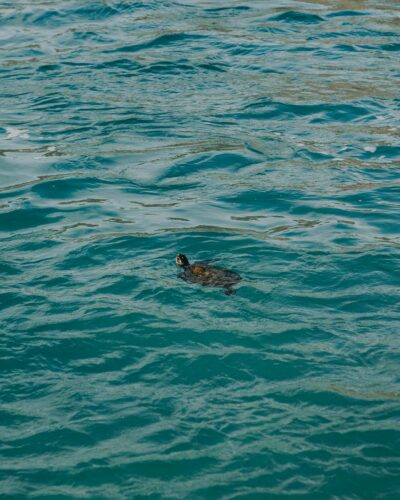 A solitary sea turtle swimming peacefully in the turquoise waters of Arraial do Cabo, Brazil.